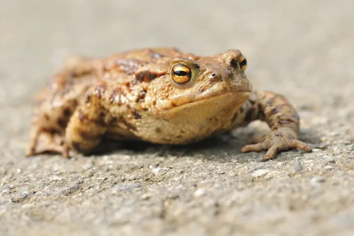 Framed Print : Common Toads migration to the spawning season in spring