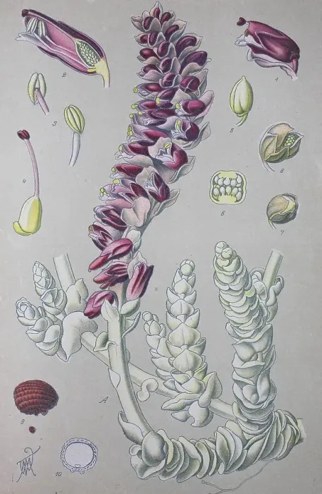 Framed Print : Common toothwort (Lathraea squamaria) Framed Print : Common toothwort (Lathraea squamaria)