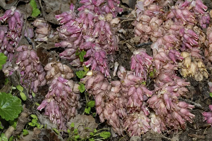 Framed Print : Common toothwort (Lathraea squamaria)