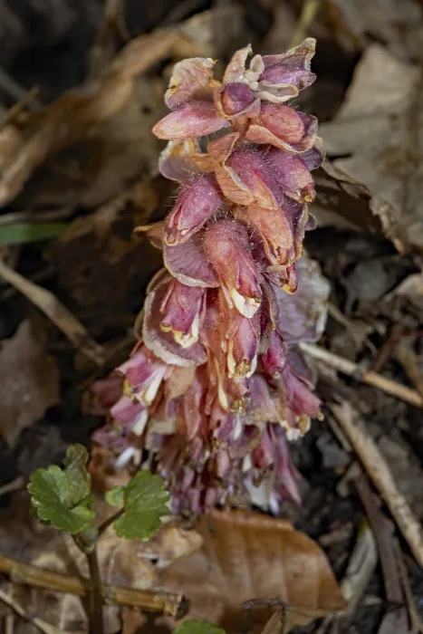 Framed Print : Common toothwort (Lathraea squamaria) Framed Print : Common toothwort (Lathraea squamaria)