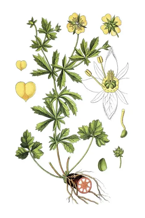 Framed Print : Common tormentil (Potentilla erecta)