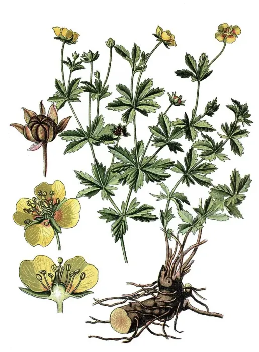 Framed Print : Common Tormentil (Potentilla tormentilla)