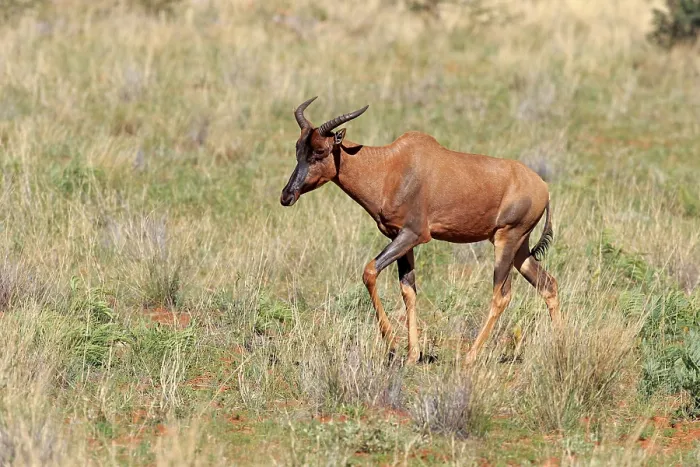Framed Print : Common Tsessebe or Sassaby (Damaliscus lunatus)