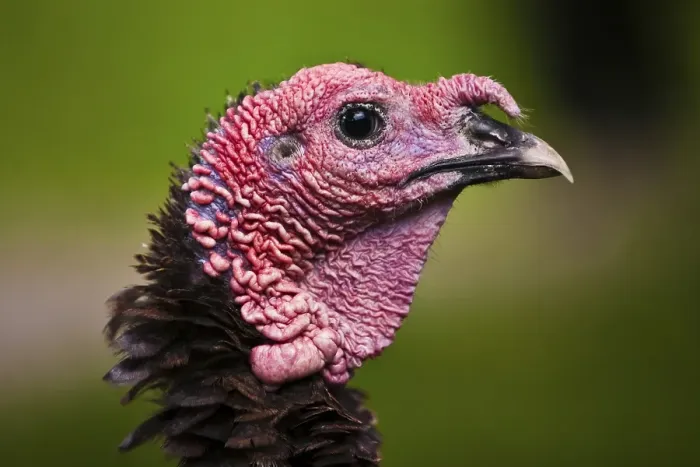 Framed Print : Common turkey (Meleagris gallopavo)