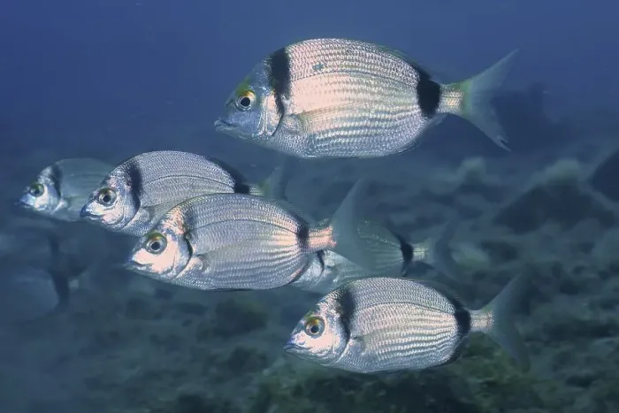 Framed Print : Common two-banded seabream (Diplodus vulgaris)
