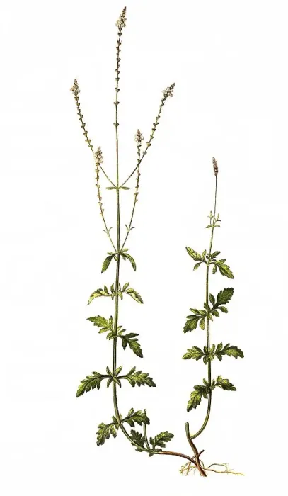 Framed Print : Common vervain (Verbena officinalis) (verbena)