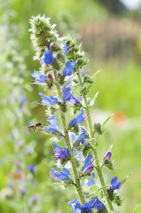 Framed Print : Common viper's bug (Echium vulgare) with collecting wild bee Red mason bee (Osmia bicornis), flying, collecting, pollinating, nature garden of the nature conservation station Huede, Lemfoerde, Lower Saxony, Germany Framed Print : Common viper's bug (Echium vulgare) with collecting wild bee Red mason bee (Osmia bicornis), flying, collecting, pollinating, nature garden of the nature conservation station Huede, Lemfoerde, Lower Saxony, Germany