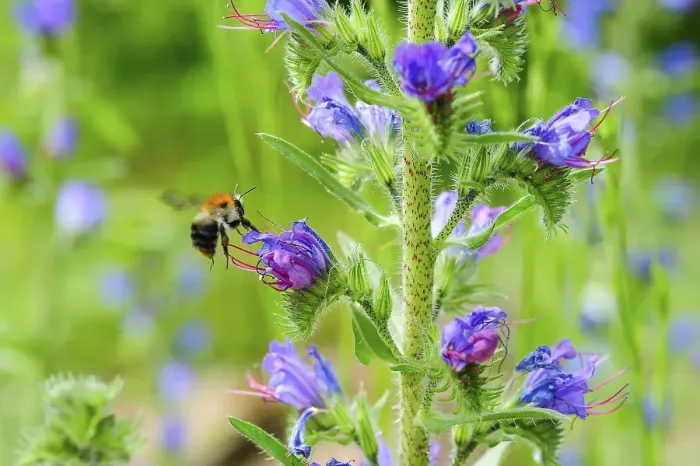 Framed Print : Common viper's bugloss (Echium vulgare) with garden bumblebee (Bombus hortorum) flying