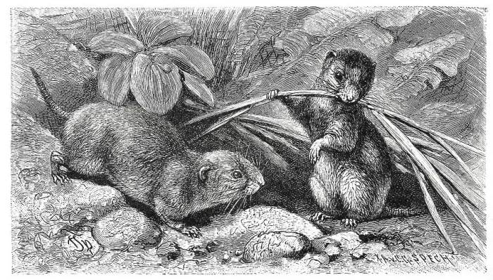 Framed Print : Common vole (Microtus arvalis) is a mammal from the subfamily of voles