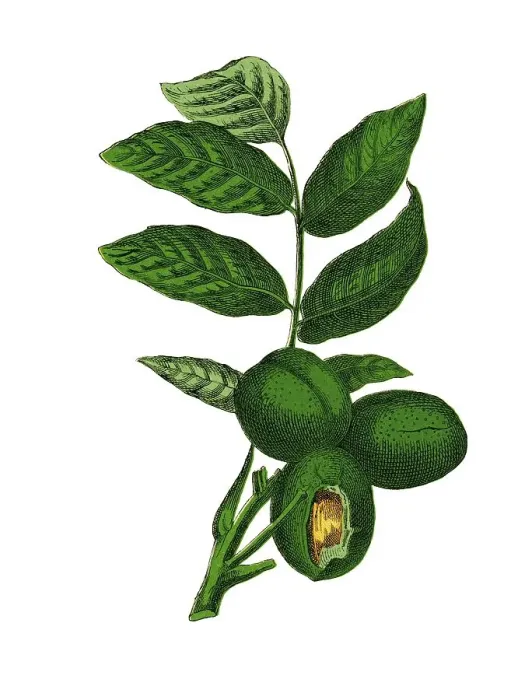 Framed Print : Common Walnut Tree, historical illustration