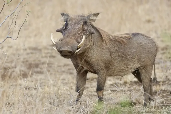 Framed Print : Common warthog (Phacochoerus africanus)