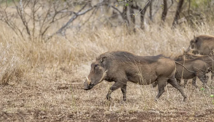 Framed Print : Common warthog (Phacochoerus africanus)