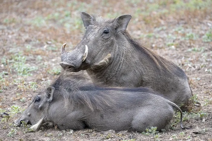 Framed Print : Common warthog (Phacochoerus africanus) Framed Print : Common warthog (Phacochoerus africanus)