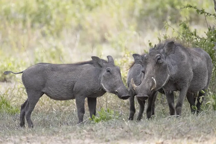 Framed Print : Common warthog (Phacochoerus africanus) Framed Print : Common warthog (Phacochoerus africanus)