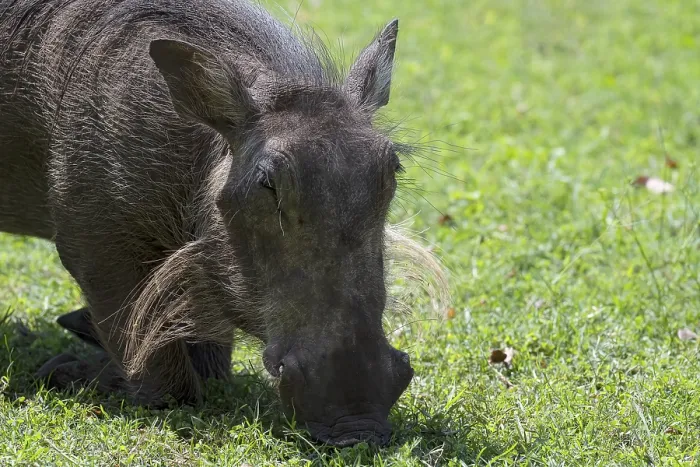 Framed Print : Common warthog (Phacochoerus africanus) Framed Print : Common warthog (Phacochoerus africanus)