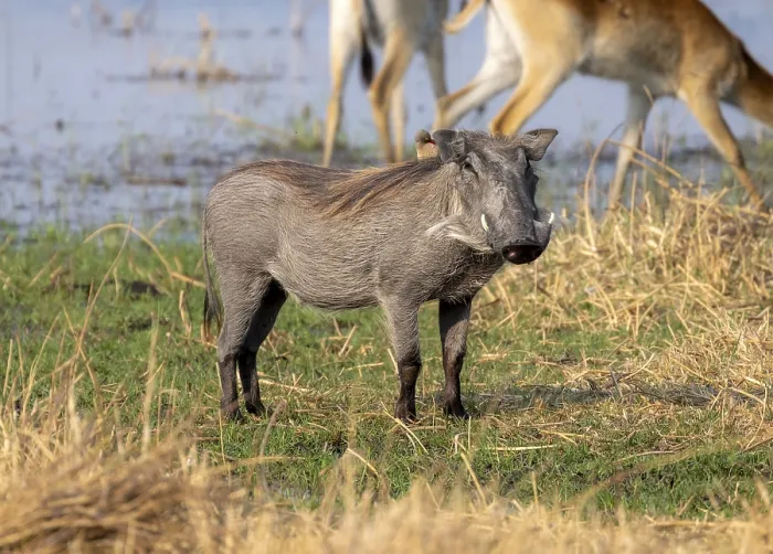 Framed Print : Common Warthog (Phacochoerus africanus)