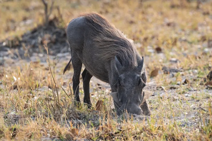 Framed Print : Common Warthog (Phacochoerus africanus)
