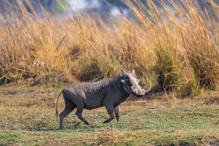 Framed Print : Common warthog (Phacochoerus africanus) Framed Print : Common warthog (Phacochoerus africanus)