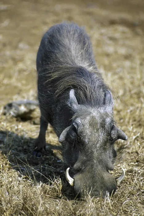 Framed Print : Common Warthog (Phacochoerus africanus) with big tusks kneeling down to feed Framed Print : Common Warthog (Phacochoerus africanus) with big tusks kneeling down to feed