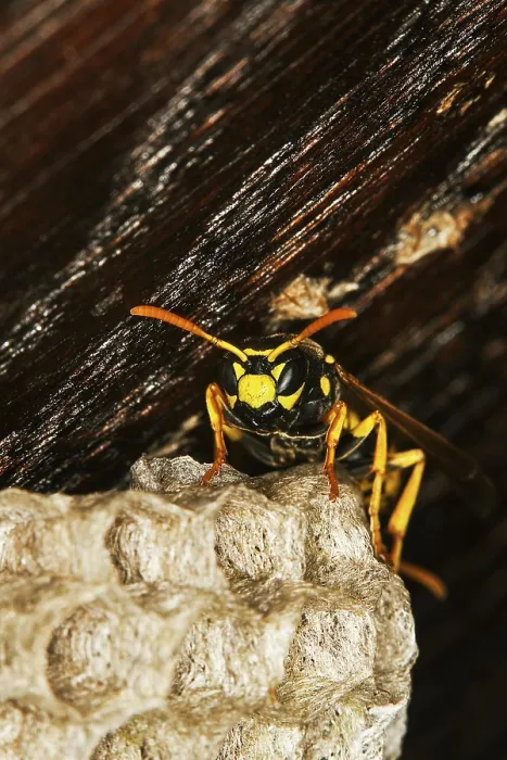 Framed Print : Common Wasp (vespula vulgaris)