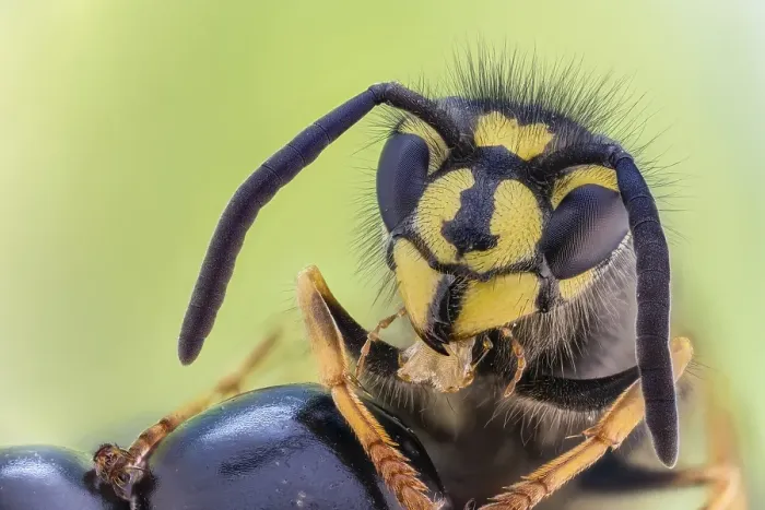 Framed Print : Common wasp (Vespula vulgaris) on blackberry