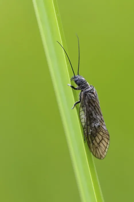 Framed Print : Common water lacewing (Sialis cf) Framed Print : Common water lacewing (Sialis cf)