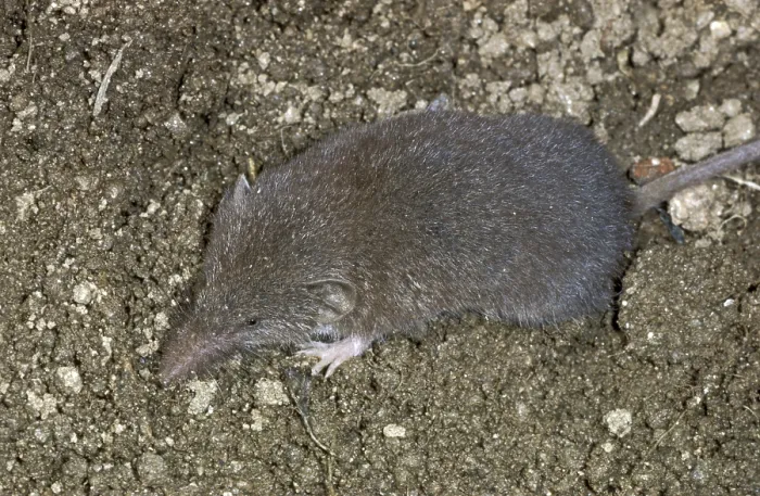 Framed Print : Common White-toothed Shrew (Crocidura russula) adult