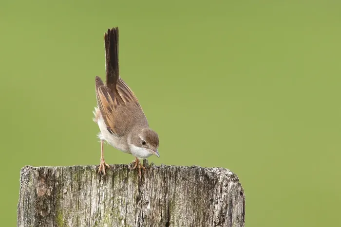 Framed Print : Common whitethroat (Sylvia communis)