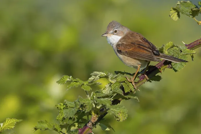 Framed Print : Common whitethroat (Sylvia communis)