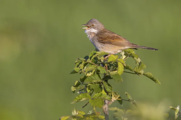 Framed Print : Common whitethroat (Sylvia communis)