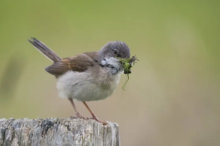 Framed Print : Common whitethroat (Sylvia communis) with insects in its beak