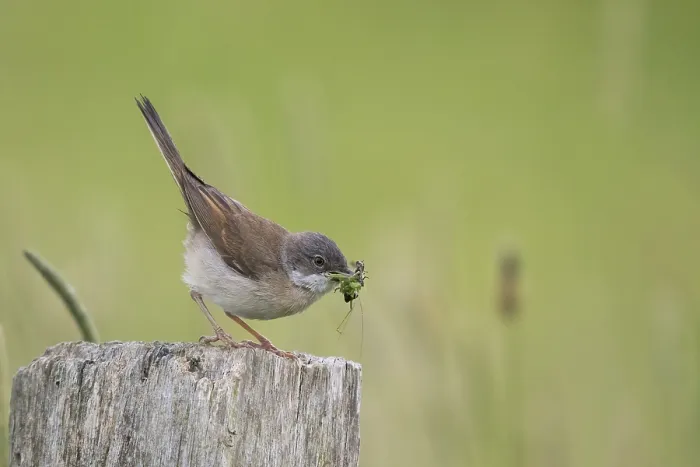 Framed Print : Common whitethroat (Sylvia communis) with insects in its beak Framed Print : Common whitethroat (Sylvia communis) with insects in its beak