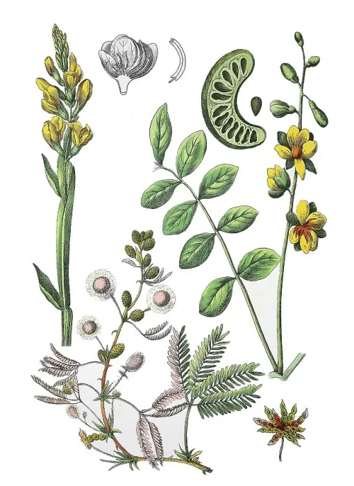 Framed Print : Common Winged Broom Ramsele, Genista sagittalis (top left)