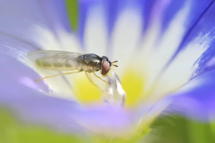 Framed Print : Common winter hoverfly (Episyrphus balteatus) on Dwarf Morning Glory (Convolvulus tricolor L)