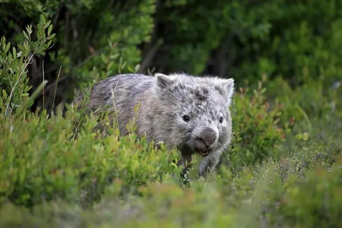 Framed Print : Common Wombat (Vombatus ursinus) Framed Print : Common Wombat (Vombatus ursinus)