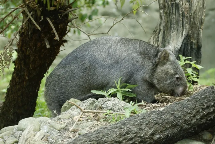 Framed Print : Common Wombat (Vombatus ursinus) Framed Print : Common Wombat (Vombatus ursinus)