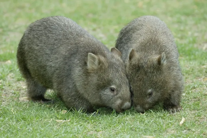 Framed Print : Common wombat (Vombatus ursinus) Framed Print : Common wombat (Vombatus ursinus)
