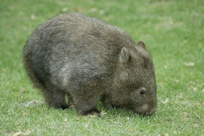 Framed Print : Common wombat (Vombatus ursinus)