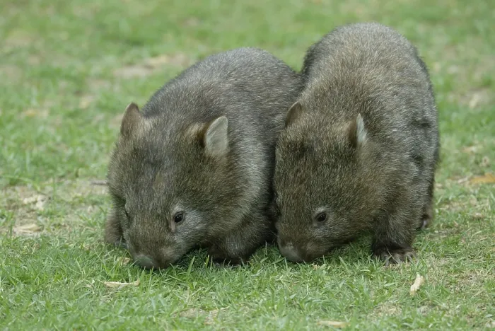 Framed Print : Common wombat (Vombatus ursinus)