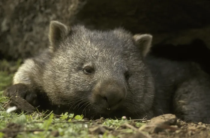 Framed Print : Common Wombat (Vombatus ursinus) Framed Print : Common Wombat (Vombatus ursinus)