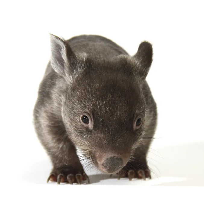 Framed Print : Common Wombat (Vombatus ursinus), joey