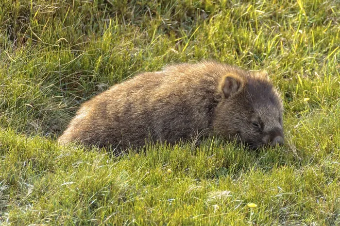 Framed Print : Common wombat at the Waldheim Chalet in the Cradle Mountain-Lake St Clair National Park