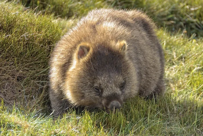Framed Print : Common wombat at the Waldheim Chalet in the Cradle Mountain-Lake St Clair National Park Framed Print : Common wombat at the Waldheim Chalet in the Cradle Mountain-Lake St Clair National Park