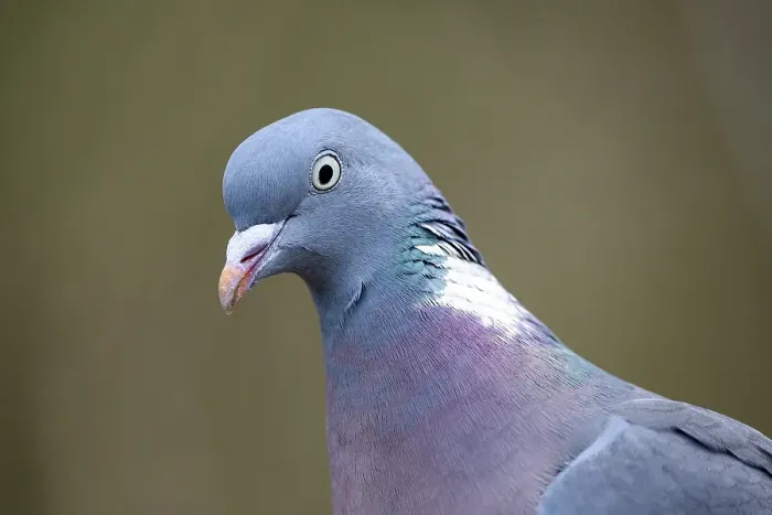 Framed Print : Common wood pigeon (Columba palumbus)