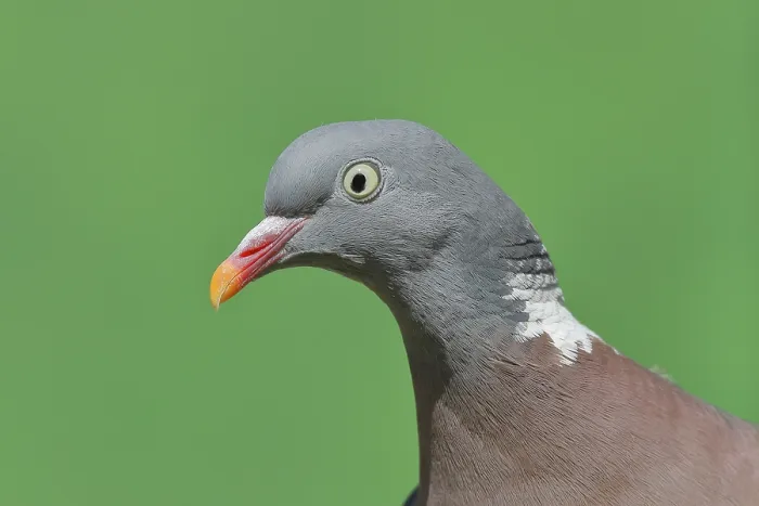 Framed Print : Common wood pigeon (Columba palumbus)