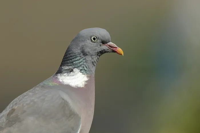 Framed Print : Common wood pigeon (Columba palumbus)