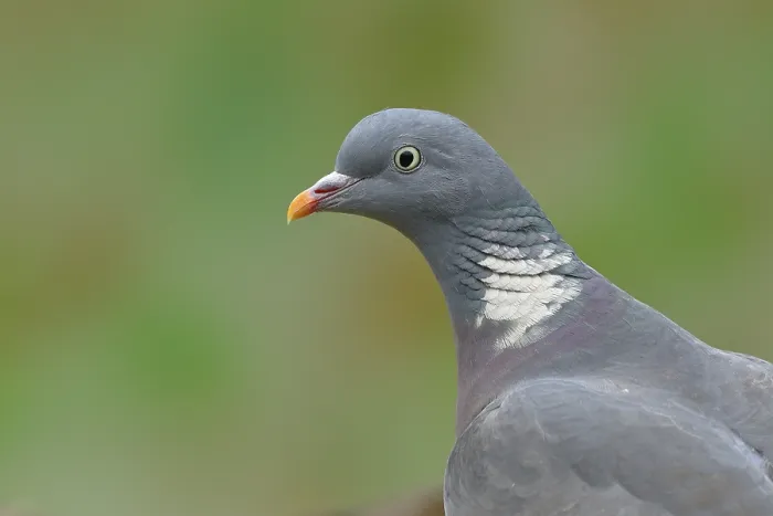 Framed Print : Common wood pigeon (Columba palumbus) Framed Print : Common wood pigeon (Columba palumbus)