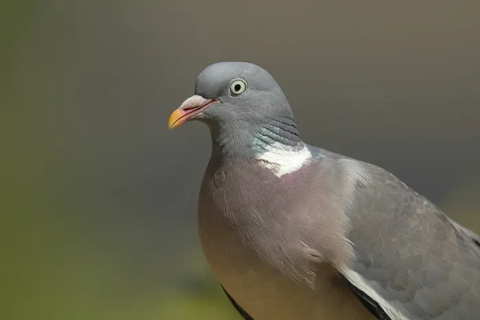 Framed Print : Common wood pigeon (Columba palumbus)