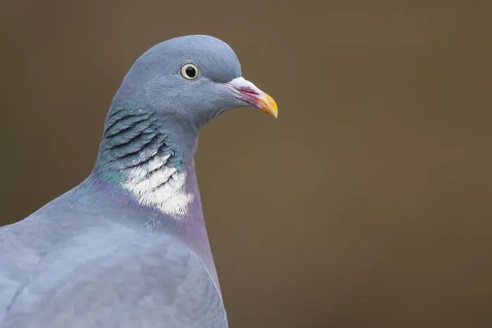 Framed Print : Common Wood Pigeon (Columba palumbus)