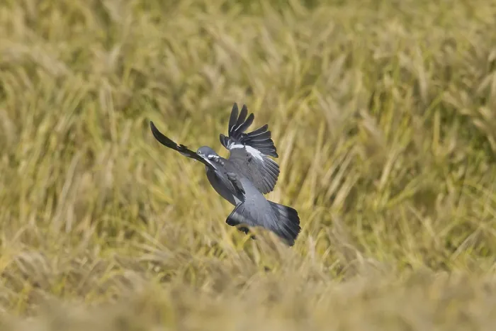 Framed Print : Common Wood Pigeon (Columba palumbus) landing in cornfield